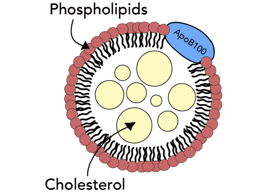 Apolipoproteina B (apoB) - il miglior marker per prevedere il rischio cardiovascolare