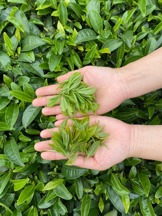 usa gli occhi di tè verde: Persona in possesso di foglie di tè verde.